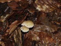 Behangener Faserling